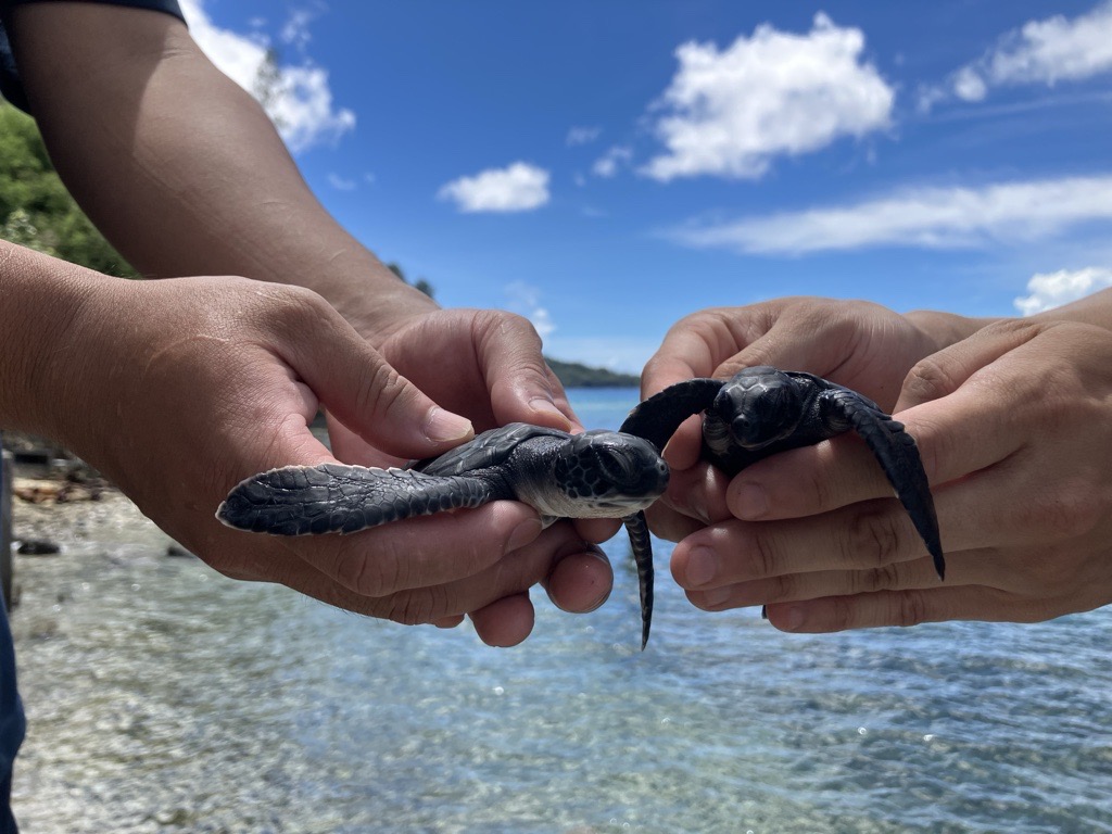 海洋堂　Naturetales アオウミガメ すみだボニンアイランド2026 アオウミガメ特別講演会 | イベント・体験